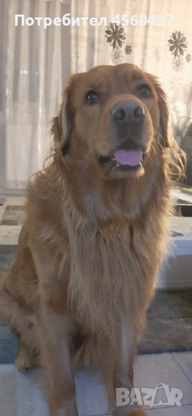 Мъжки Голдън Ретрийвър си търси приятелка 🙂, снимка 1