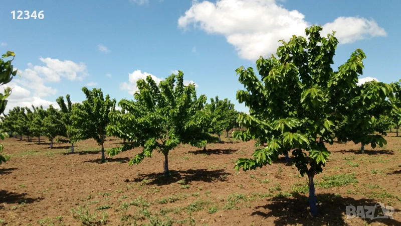 Продава се овощна градина, снимка 1
