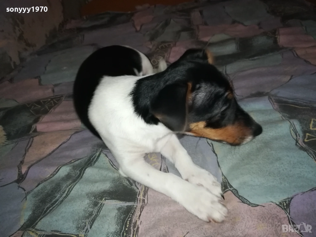 ВНУЧКА НА СНУПИ,ДЪЩЕРЯ НА ДЖАК ОТ ВИДИН 0412251506, снимка 1