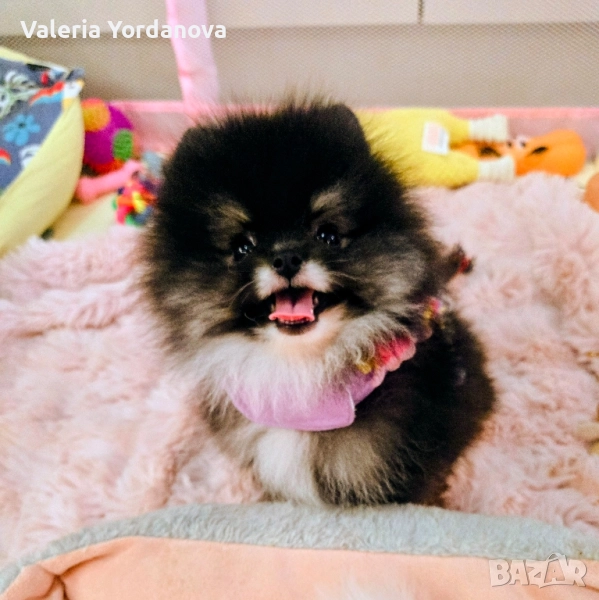 мини Померан , снимка 1