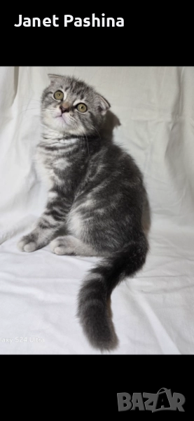 Клепоухи шотландски котета , снимка 1