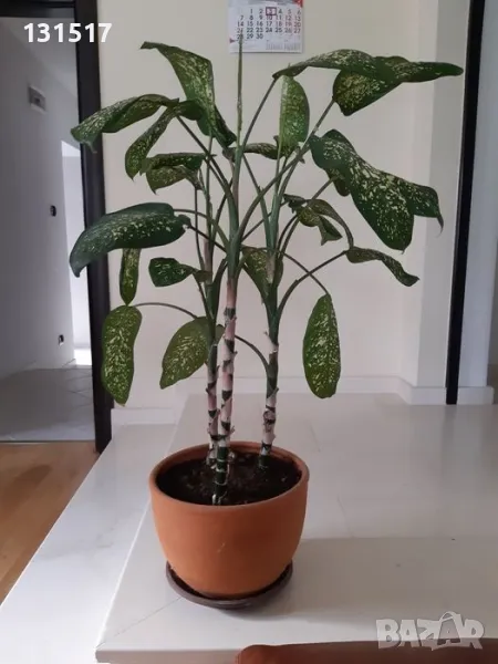 Дифенбахия, снимка 1