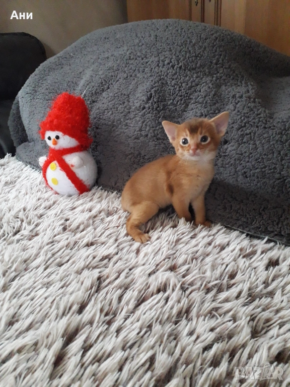 ЕКЗОТИЧНО И РАЗЛИЧНО.АБИСИНСКО КОТЕНЦЕ, снимка 1