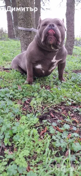 Американско були-покет, снимка 1