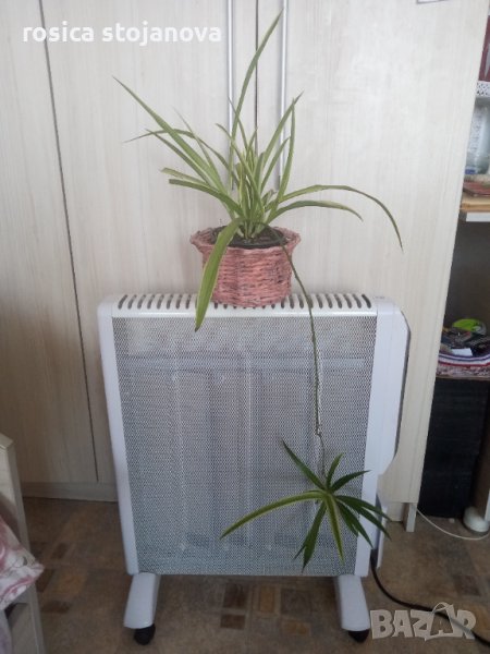 Хлорофитум,кошничка, снимка 1