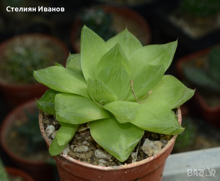 Хавортия (Haworthia cymbiformis var. planifolia), снимка 1