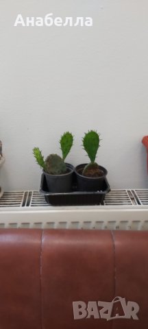 Кактус Опунция