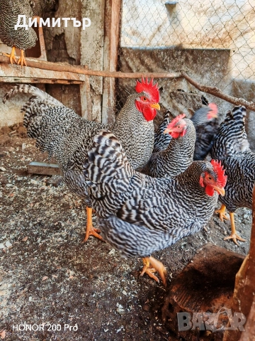 Разплодни яйца от Амрок , снимка 10 - Кокошки и пуйки - 49479016