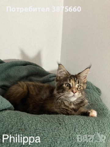 Мейн-куун котенца, снимка 8 - Мейн кун - 52347447