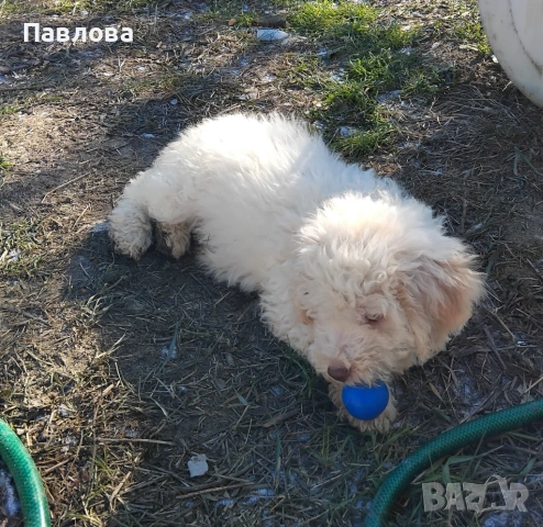 Продавам кученца лагото романьоло, снимка 2 - Други - 53065220