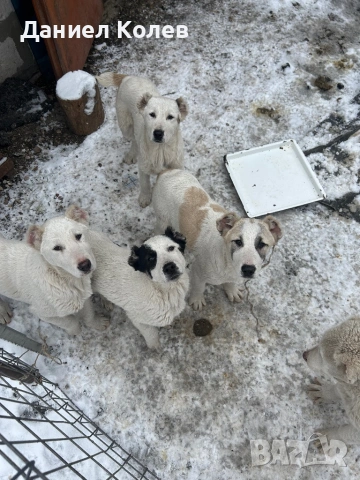 Продавам женски алабаи, снимка 4 - Алабай - 53400045