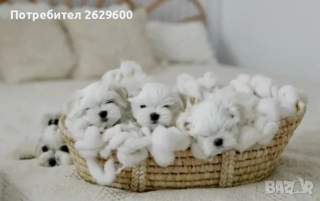 Малтийска болонка, снимка 1