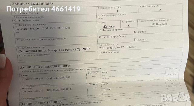 Кралско Жако , снимка 6 - Папагали - 52547448