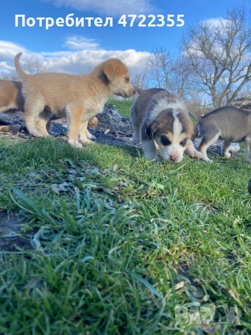 Продавам малки хъскита на 1 месец и половина, снимка 2 - Хъски - 53264233