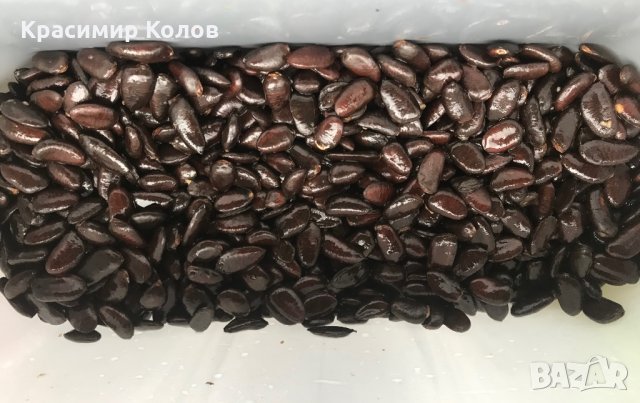 Индиански банан, Асимина трилоба, Asimina triloba,семена и растения, снимка 13 - Разсади - 27092676