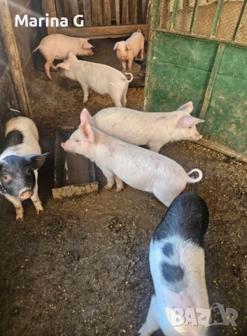 Прасенца, снимка 2 - Прасета - 52344479