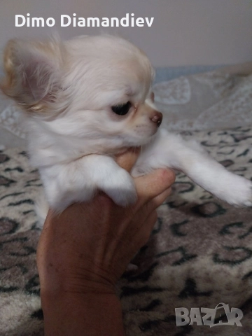 продавам чихуахуа , снимка 2 - Чихуахуа - 52596233