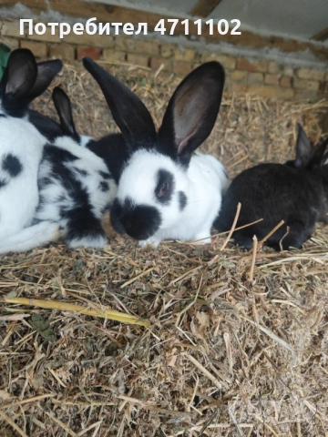 Зайци, снимка 4 - Други - 53499260