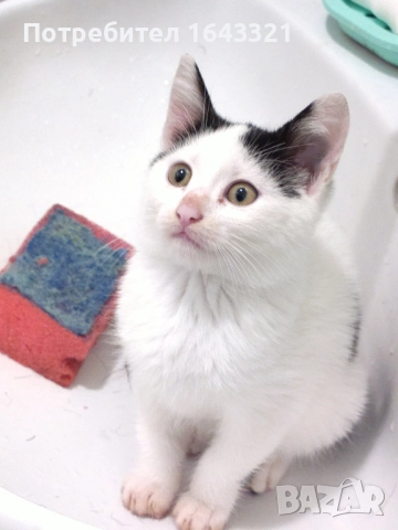 Малък сладур си търси дом (коте, котка), снимка 2 - Други - 52432213