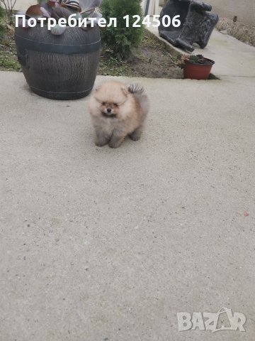 Померан, померанчета, снимка 12 - Померан - 35049070