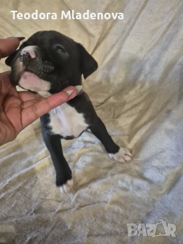 Продавам питбулчета , снимка 5 - Други животни - 53249389