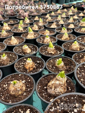 🌸🌿💞 Зюмбюл в саксия (Hyacinthus), снимка 7 - Градински цветя и растения - 53385103