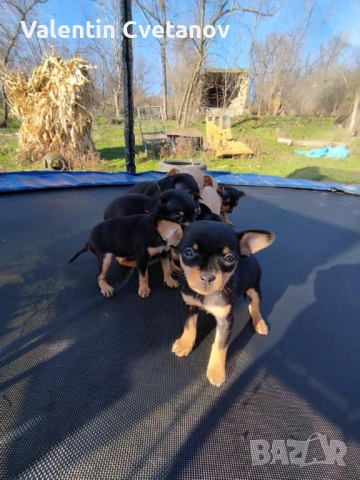  кученца , снимка 2 - Пинчер - 53499522