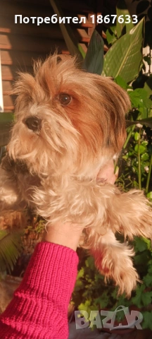 Йоркширски териер, снимка 3 - Йоркширски териер - 53147355