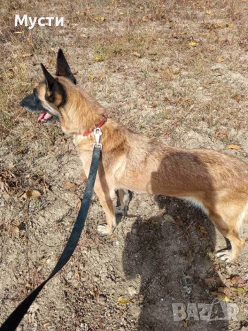 Белгийска овчарка женска. , снимка 2 - Белгийска овчарка - 52965095