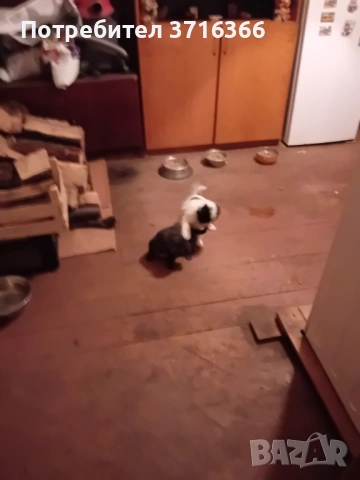 Продавам мини булонки, снимка 3 - Болонка - 53465084