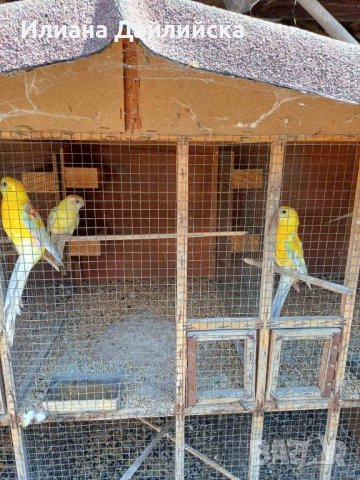 КОРЕЛИ И ПОЙНИ ПАПАГАЛИ , снимка 9 - Папагали - 44035689