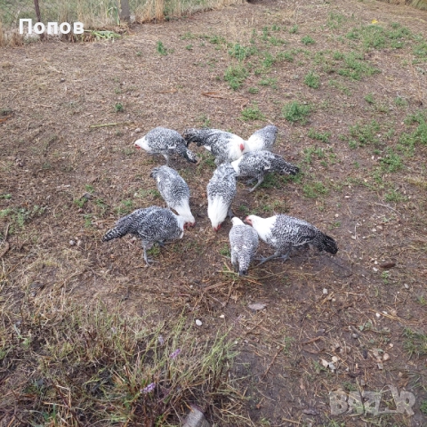 Продавам вествалски петлета, снимка 7 - Кокошки и пуйки - 52050258