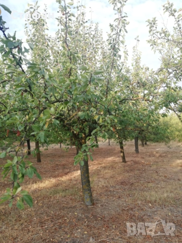 Продавам дворно място / овощна градина в с. Калипетрово, снимка 8 - Земеделска земя - 51641551