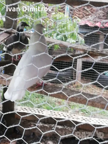 Продавам пощенски или заменям за  зърно, снимка 1