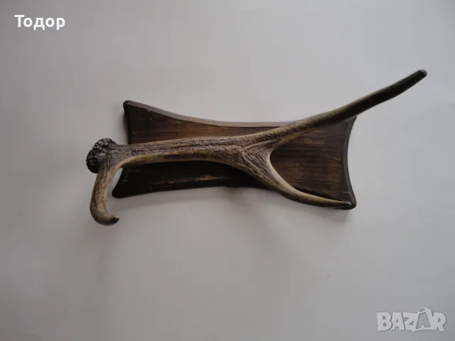 Ловен трофей закачалка еленов рог , снимка 3 - Антикварни и старинни предмети - 50283790