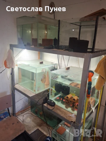 Продавам аквариомите по 50лв стила жители по 250лв, снимка 9 - Аквариуми - 51171328