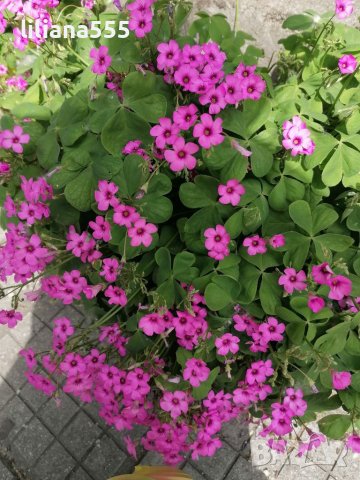 Детелина студоустойчива розов и бял цвят, снимка 4 - Градински цветя и растения - 40803577