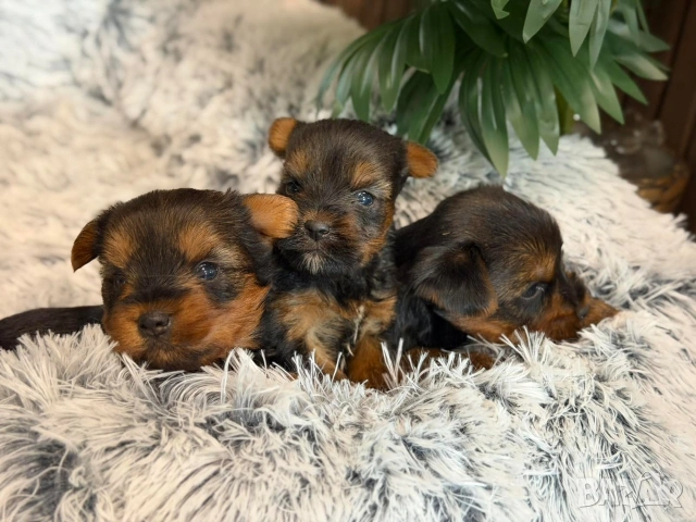 Йоркширски териер , снимка 5 - Йоркширски териер - 53148168