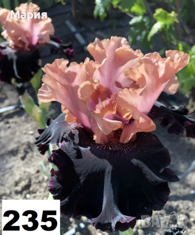 Сортови вискоки ириси /брадати ириси