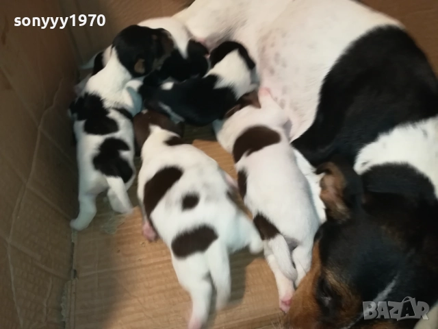 ДЖАК-СЛАДКИ БЕБЕТА 2508250707, снимка 10 - Джак ръсел териер - 51479040