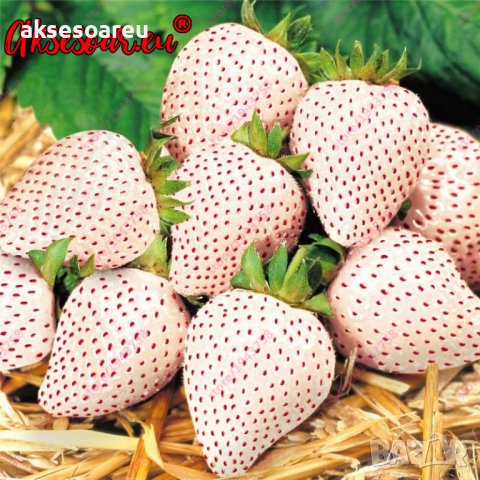 100 семена от плод бяла ягода органични плодови бели ягодови семена от вкусни ягоди отлични плодове , снимка 4 - Сортови семена и луковици - 37706682
