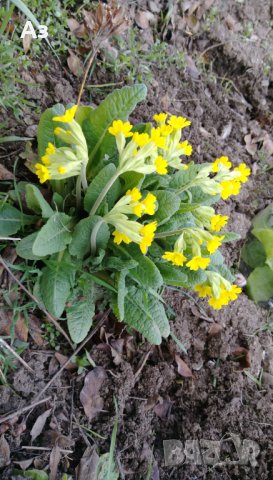 Продавам разсад на цветя Иглика горска, снимка 8 - Разсади - 44025519