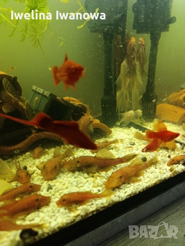 Продавам анциструси, снимка 2 - Рибки - 52562134