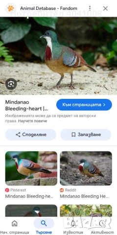 Продавам Егзотични гълъби , снимка 7 - Гълъби - 52808966