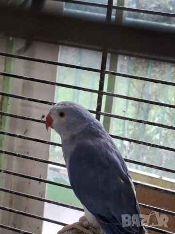 Продавам малки Александри, снимка 4 - Папагали - 53274482