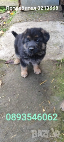 Момче и момиче, снимка 2 - Други животни - 52742279