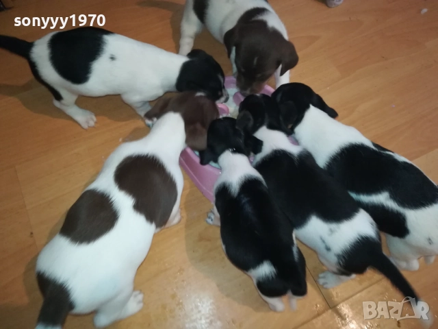 ДЖАК РЪСЕЛ-250ЛВ ЗА КУЧЕНЦЕ 1909250859, снимка 17 - Джак ръсел териер - 51764637