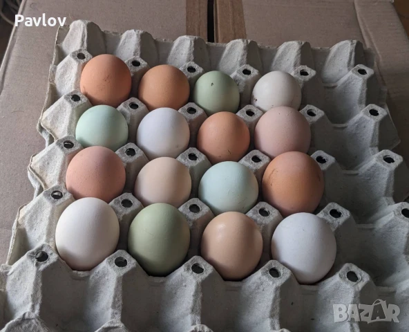 Джинки; аракуана, катунски, Гъсета, пуйчета и др