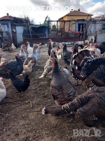 ПРОДАВАМ ДОМАШНИ ПУЙКИ И ЯЙЦА, снимка 5 - Кокошки и пуйки - 40014157