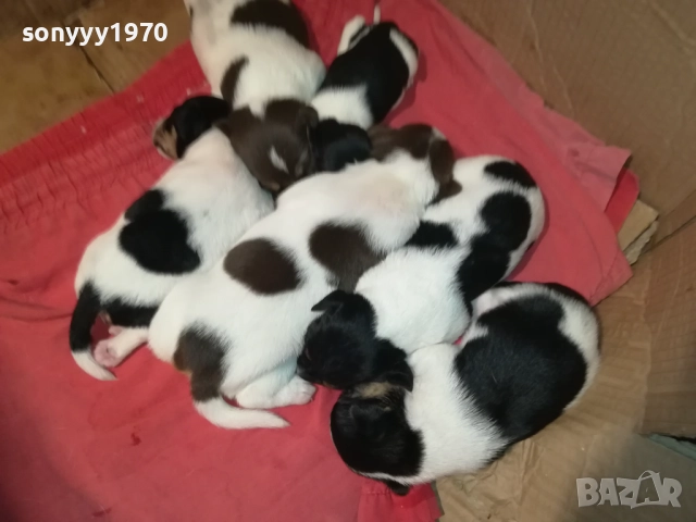 ДЖАК РЪСЕЛ БЕБЕТА-УНИКАЛНИ СЛАДУРИ 250ЛВ ЗА ЕДНО 0209250740, снимка 16 - Джак ръсел териер - 51573832